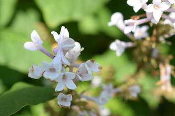 white flowers in garden