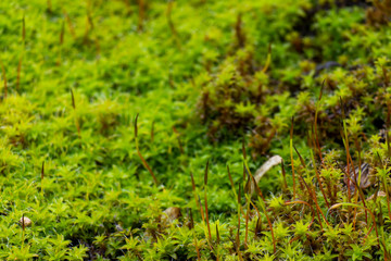 Bright green moss, macro photo, selective focus