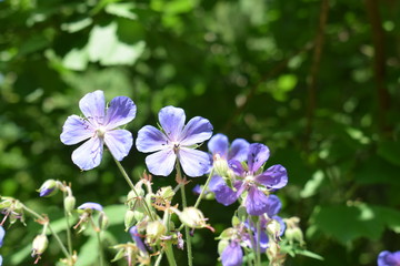 blue flowers on green background