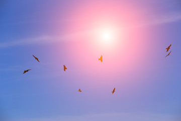 Eagles fly in the blue sky against the background of the sun