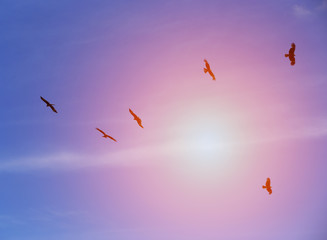 Eagles fly in the blue sky against the background of the sun