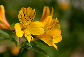 Close-up of beautiful yellow peruvian lily, lily of the Incas (Alstroemeria)