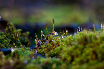 Bright green moss, macro photo, selective focus