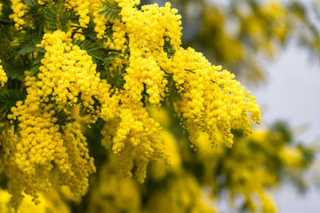 Yellow mimosa in spring, blossom flowers - obrazy, fototapety, plakaty
