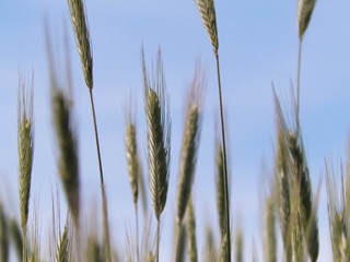 Obraz premium Close up of wheat pla
