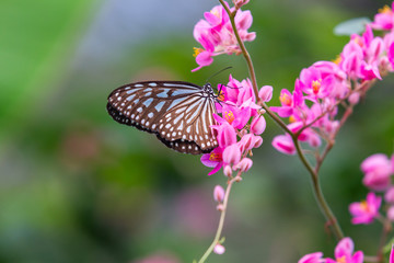 Tirumala septentrionis, the dark blue tiger butterfly