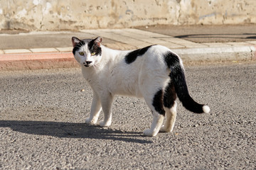 Black and white cat standing on the road in Israel