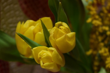 yellow tulips on a background