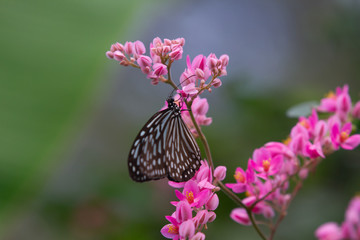 Tirumala septentrionis, the dark blue tiger butterfly