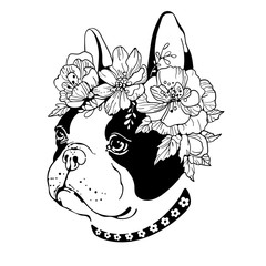 Cute french bulldog with flower wreath. Bulldog head 