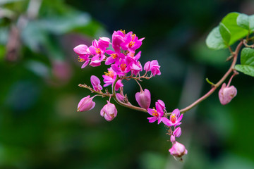 Pink flowers over green