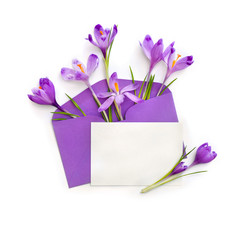 Beautiful spring snowdrops flowers violet crocuses in postal violet envelope and blank sheet with space for text on a white background. Top view, flat lay