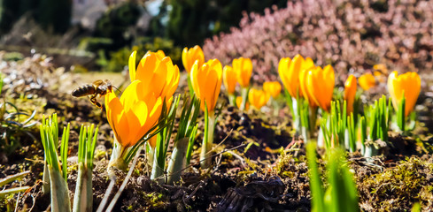 Spring is coming. The first yellow crocuses in my garden on a sunny day