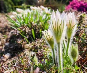 Opening of beautiful white silky flowers (pulsatilla alpina) in the spring garden