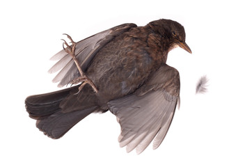 Dead blackbird isolated