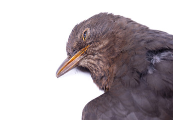 Dead blackbird isolated