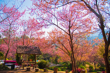 Fototapeta premium Wild Himalayan Cherry Trees in Khun Changkhian Highland Agricultural Research and Training Station, Thailand.