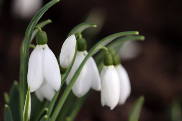 Fototapeta premium Snowdrop flowers close up. Spring symbol blooming in the forest