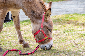 Donkey grazing on the grass