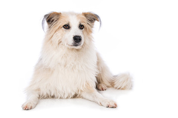 Cute dog lying on white background