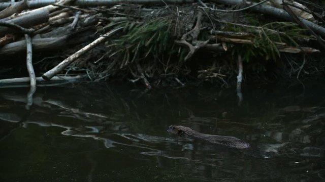 Beaver swimming in pond in front of lodge at dusk
