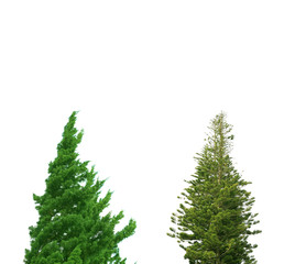 Pine tree on white background