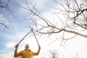 Tree pruning during sunny winter day	