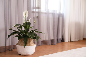 Beautiful peace lily in wicker pot near window indoors. Interior design idea