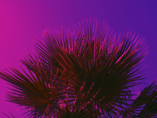 Palm leaves in neon violet and pink colors. Tropical background