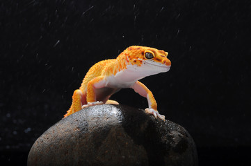 Gecko, Leopard Lizard Gecko, Leopard Gecko,