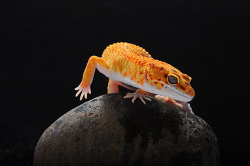 Gecko, Leopard Lizard Gecko, Leopard Gecko,