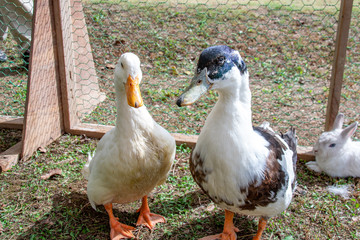 Two ducks on the grass