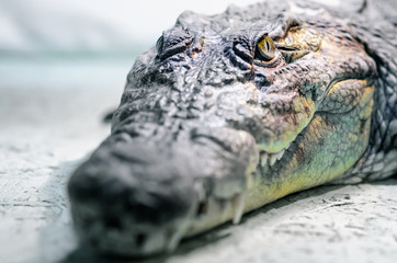 crocodile head isolated close up on a green background