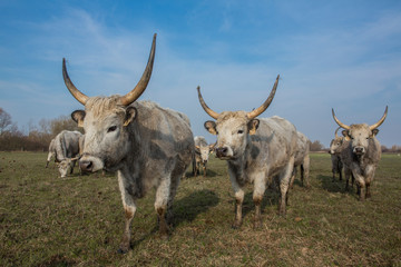Hungarian special species gray cattles resting on plain dry pasture