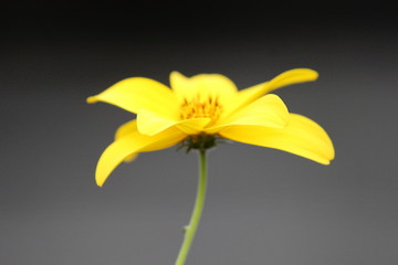 Fiore giallo su sfondo nero e grigio