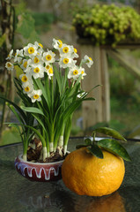 Food portrait of the fruit and flower on the table