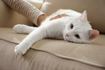 Young woman with her beautiful white cat at home, closeup. Fluffy pet