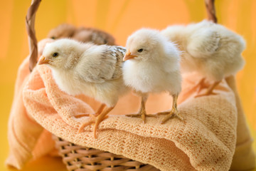 Newborn yellow chickens in a wicker basket.