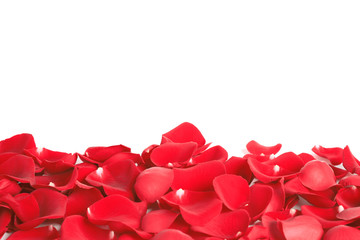 Pile of red rose petals on white background