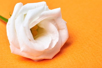 White rose flower close-up on a orange background. Floral design.