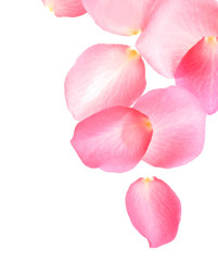 Fototapeta na wymiar Fresh pink rose petals on white background, top view