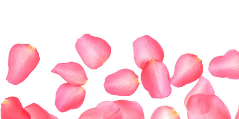 Fresh pink rose petals on white background, top view