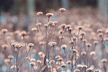 Beautiful pastel colored winter scene with faded flowers.