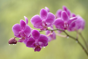 Close up of the pink Orchid