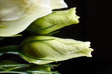 White rose flower close-up on a black background. Floral design.