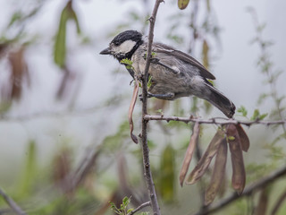 This greyish species resembles very much to tits seen in Finland.  This bird in Lake Baringo, Kenya.