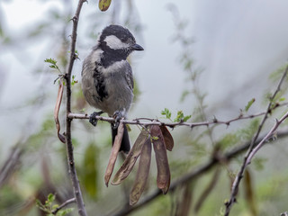 This greyish species resembles very much to tits seen in Finland.  This bird in Lake Baringo, Kenya.