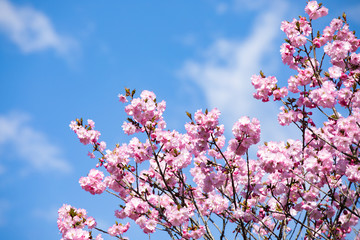 桜と良く晴れた青空