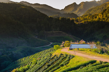 Tea farm organic. Tea farm 2000 Doi Ang Khang Chiang Mai Thailand.