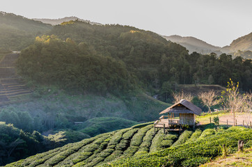 Tea farm organic. Tea farm 2000 Doi Ang Khang Chiang Mai Thailand.